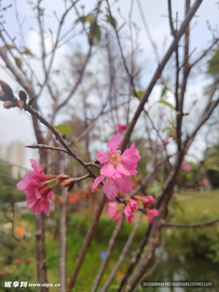枝头绽放的娇艳粉色花朵