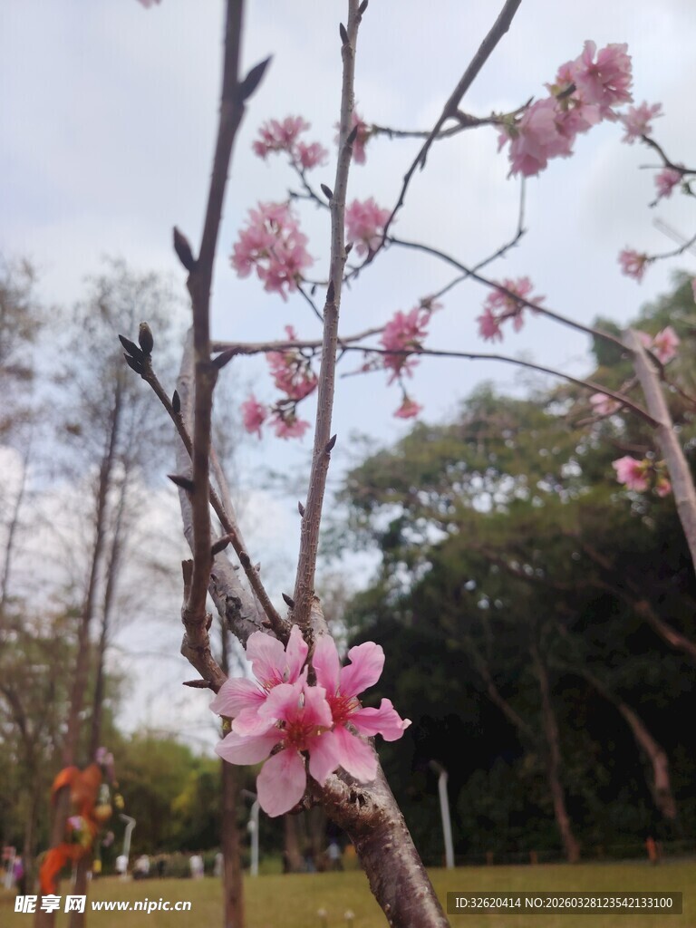 枝头绽放的粉嫩桃花
