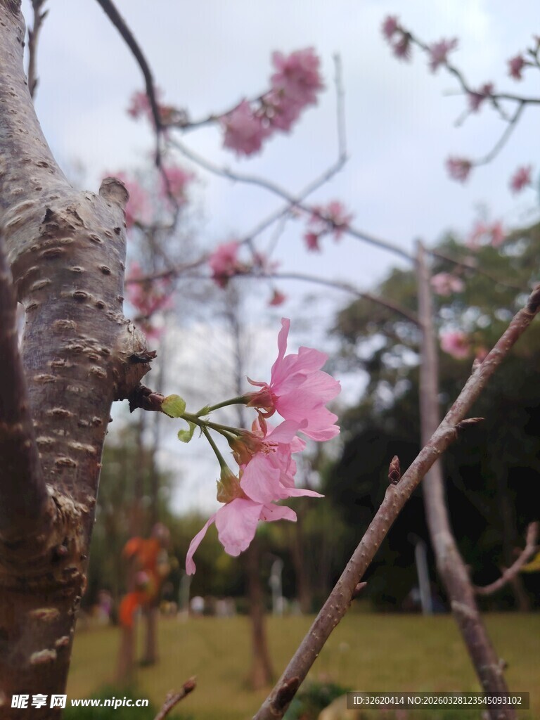 枝头绽放的粉嫩樱花