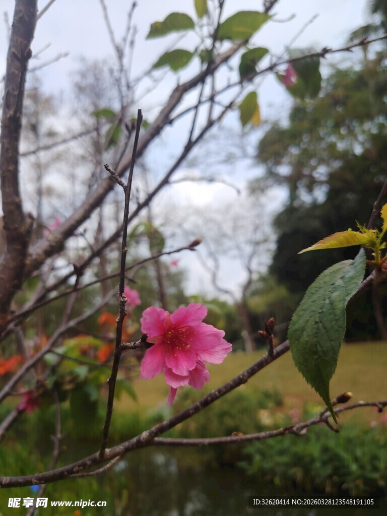 溪边绽放的娇艳粉色花朵