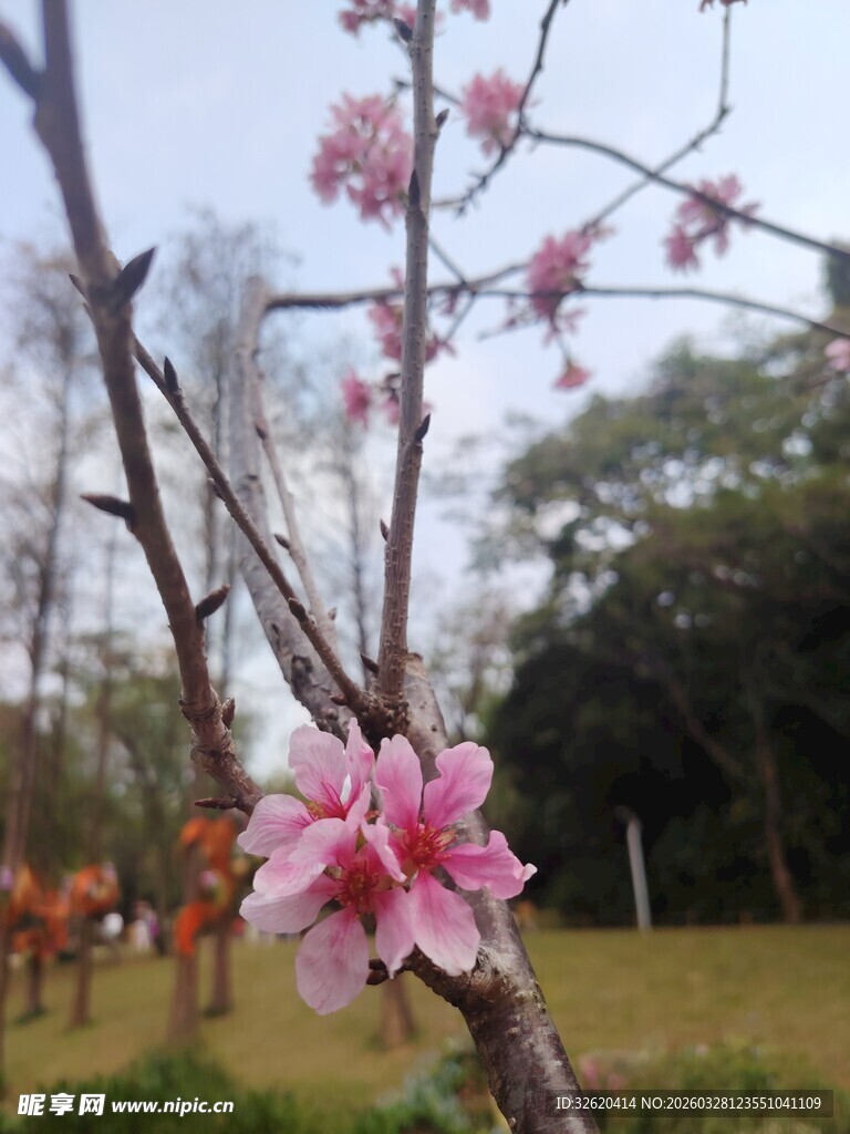 枝头绽放的娇艳桃花