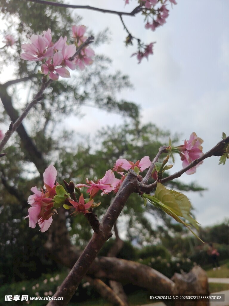 枝头绽放的粉嫩桃花