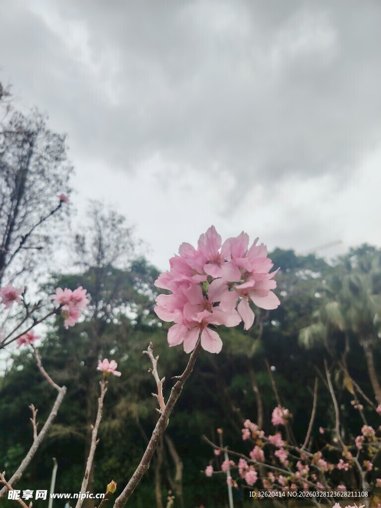 雨中绽放的娇艳粉色花朵