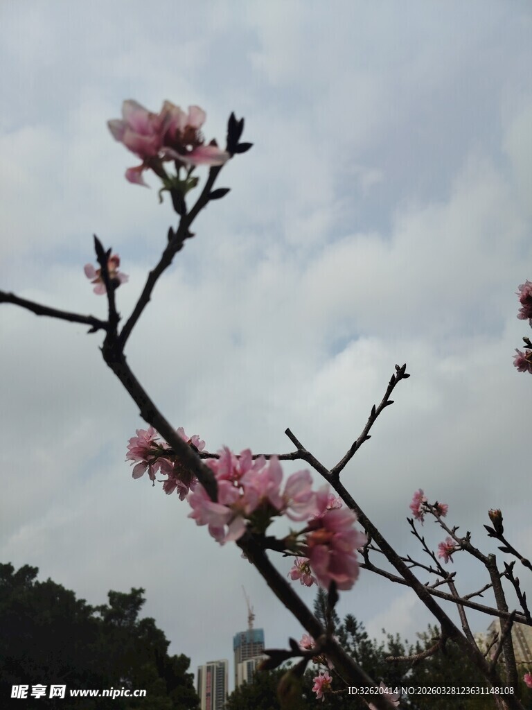 枝头绽放的粉嫩桃花