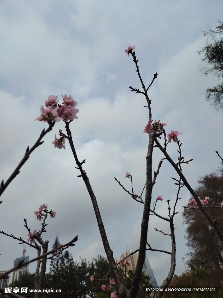 枝头绽放的粉嫩花朵