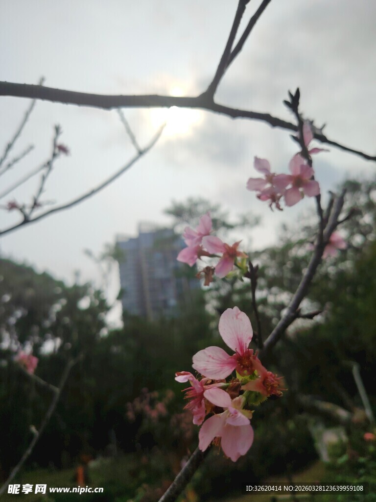 枝头绽放的粉嫩桃花