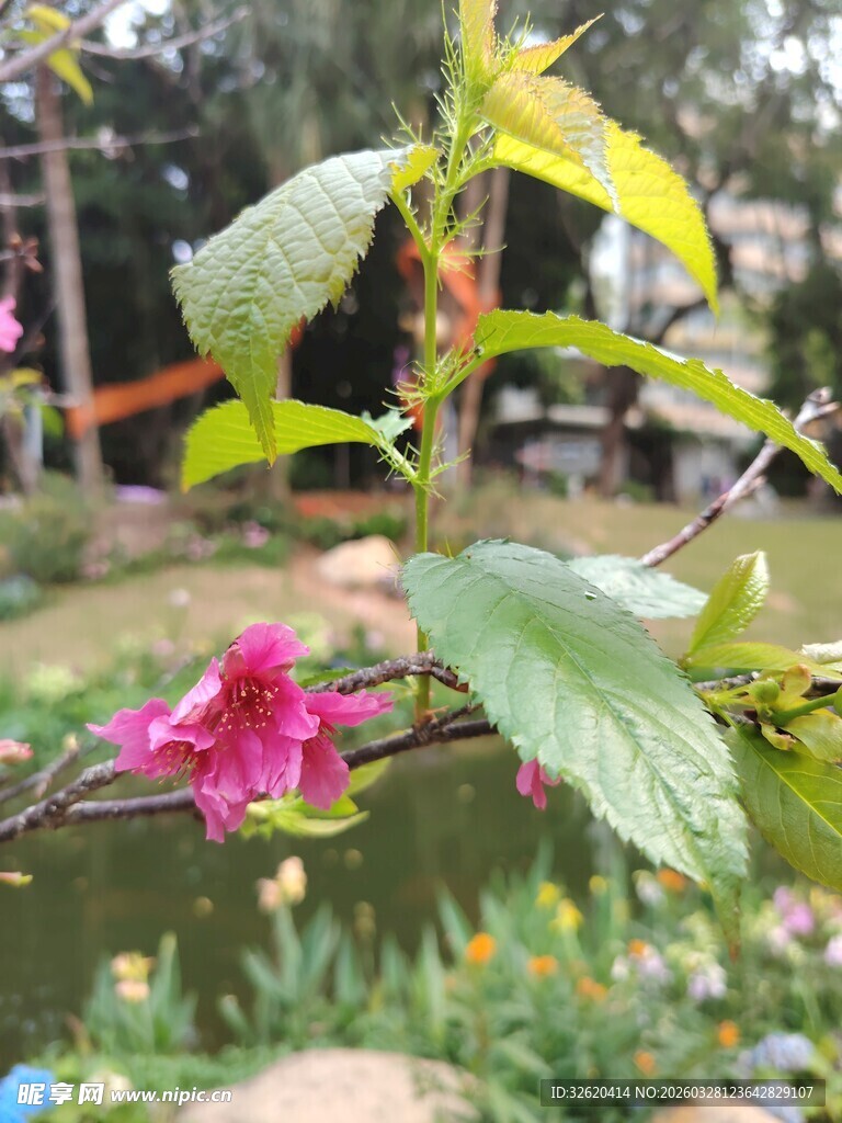 娇艳花枝上的粉红花朵