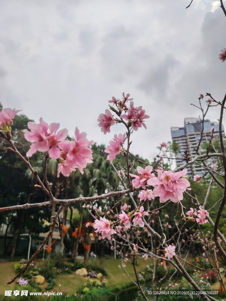 春日绽放的烂漫粉色花朵
