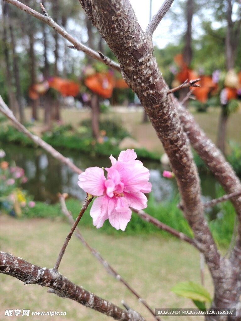 枝头绽放的娇艳粉色花朵