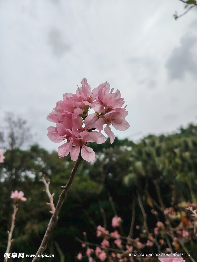 娇艳粉花绽放于绿意间