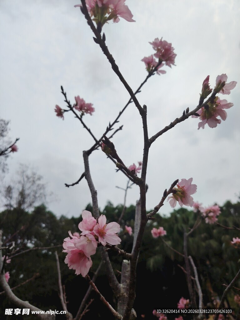 枝头绽放的粉嫩桃花