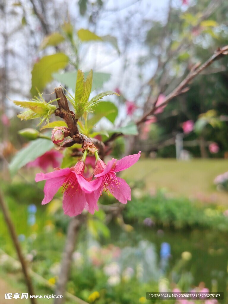 娇艳绽放的粉色花卉