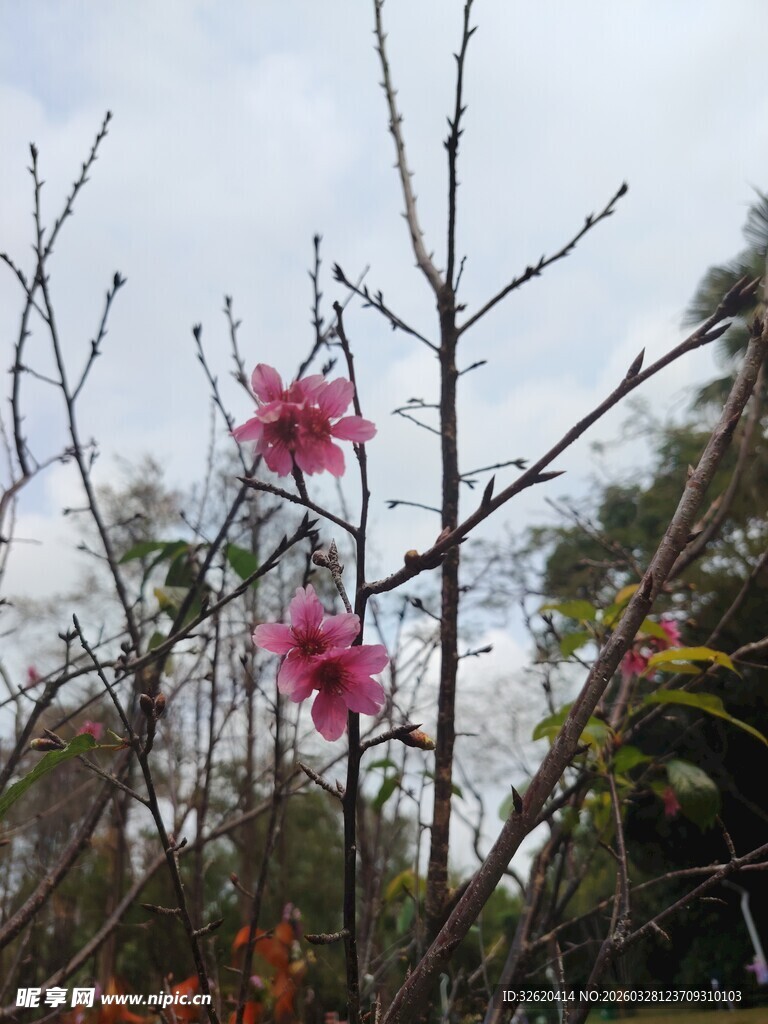 枝头绽放的娇艳粉色花朵