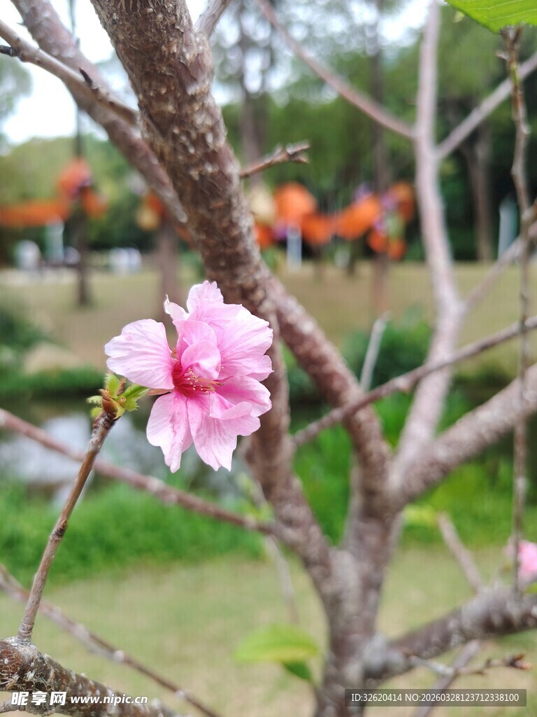 枝头绽放的娇艳粉色桃花