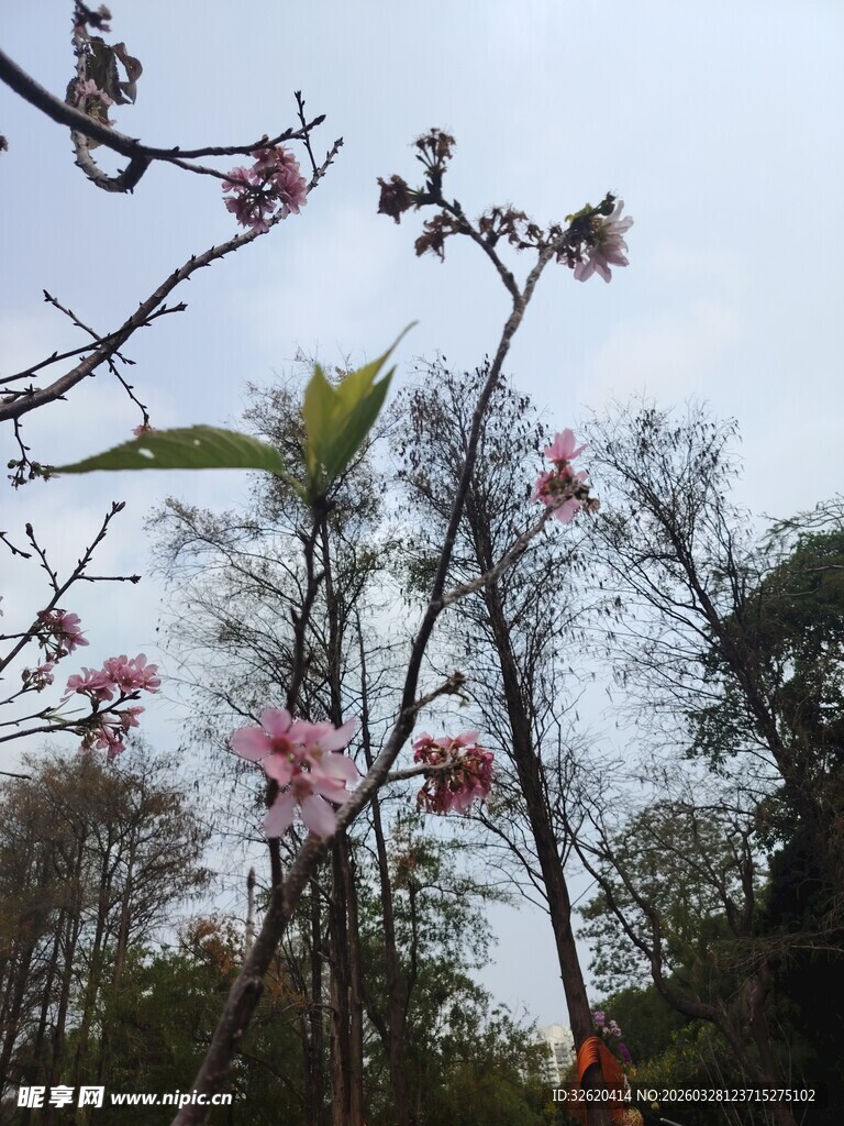 春日盛开的粉嫩玉兰花