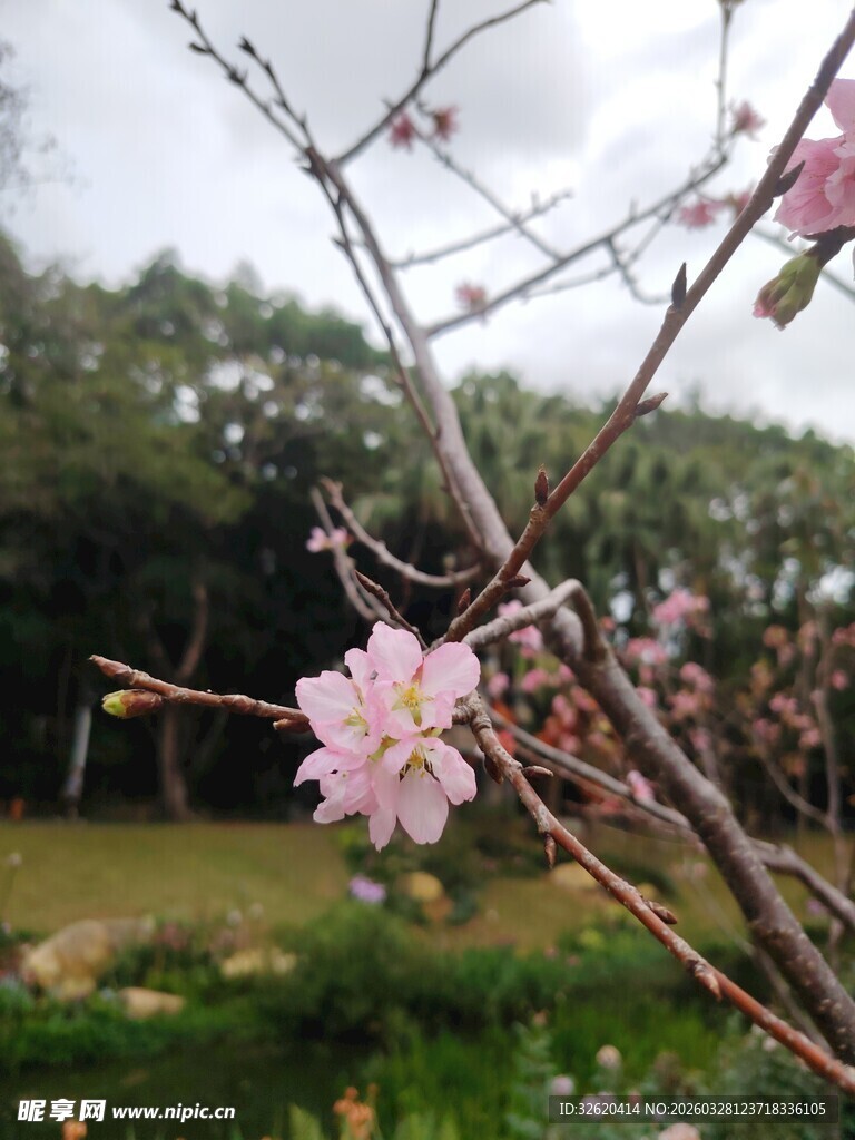 枝头绽放的粉嫩桃花