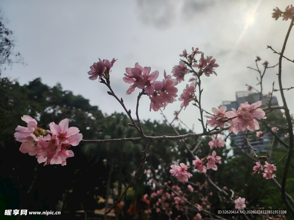 春日绽放的娇艳粉色花朵