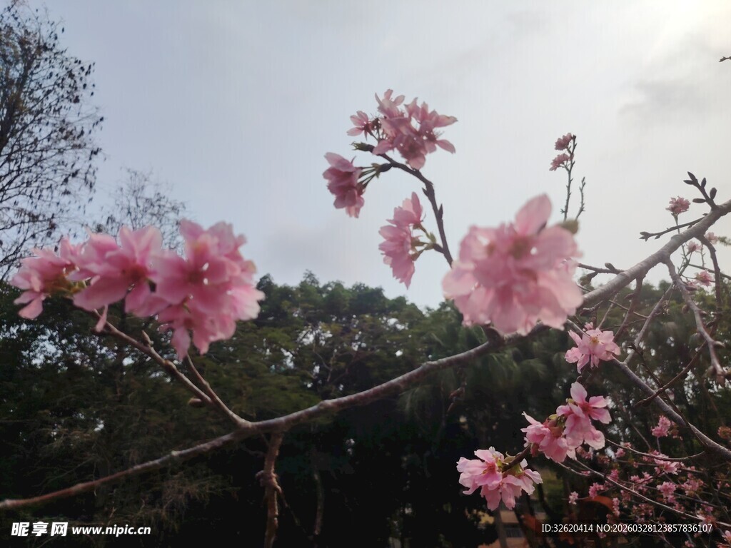 枝头绽放的粉嫩樱花