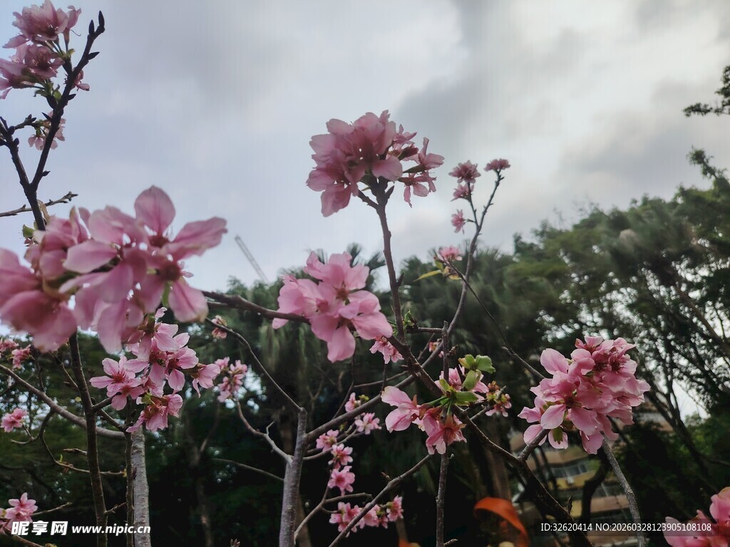 春日绽放的美丽粉色花朵
