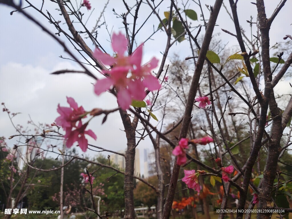枝头绽放的娇艳粉色花朵