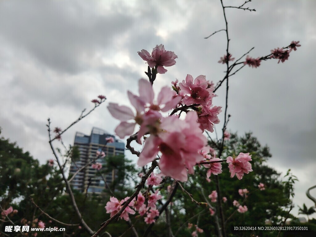 枝头绽放的粉嫩玉兰花