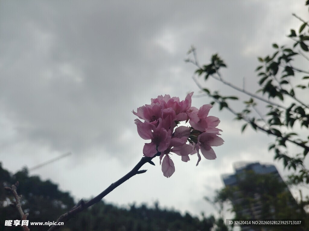 孤枝粉花绽于天际