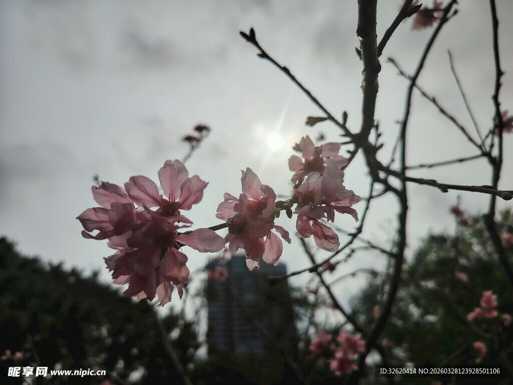 枝头绽放的粉嫩花朵