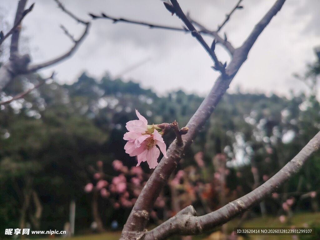 枝头绽放的粉嫩桃花