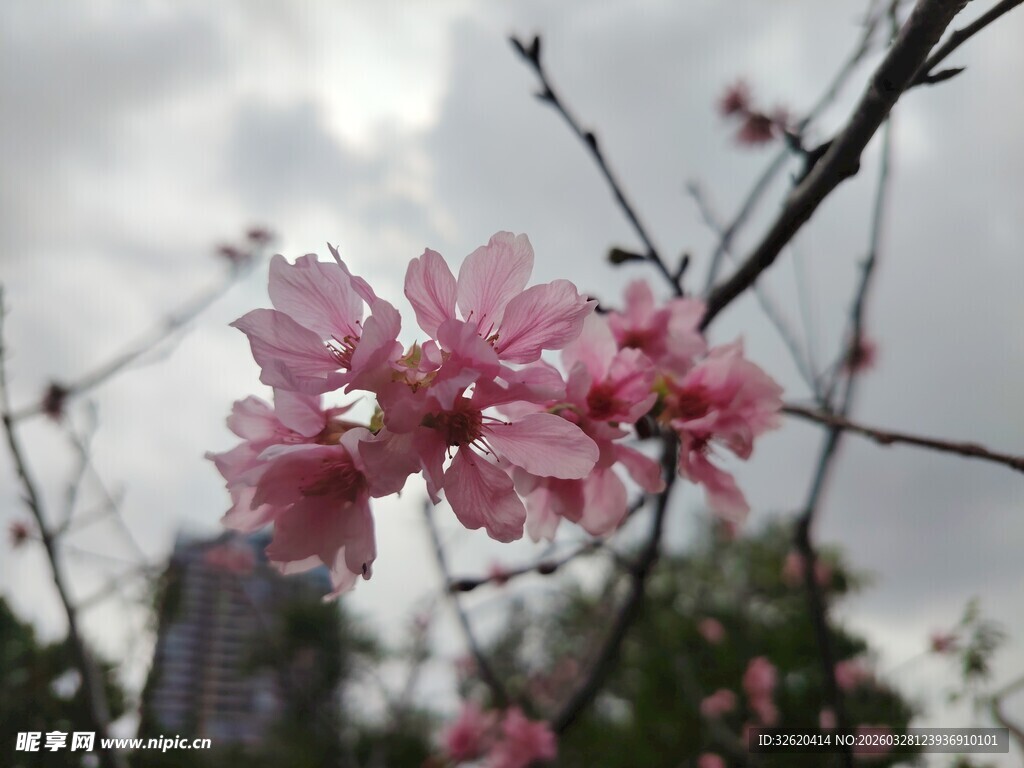 枝头绽放的粉嫩樱花