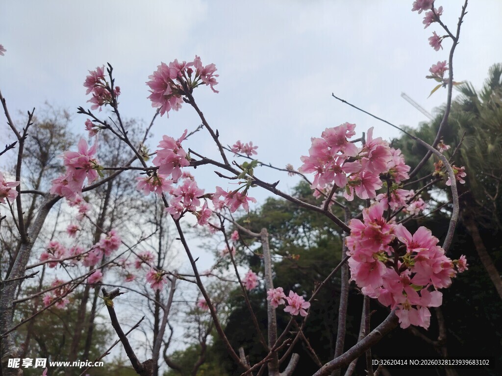枝头绽放的粉嫩繁花