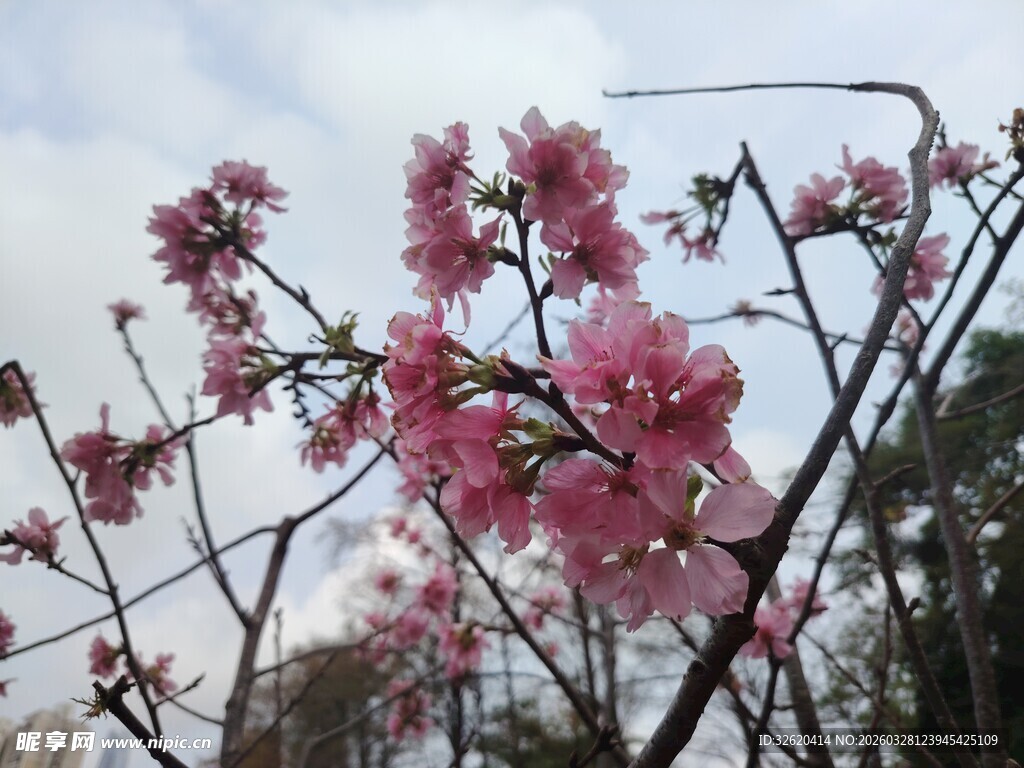 枝头绽放的娇艳粉色桃花
