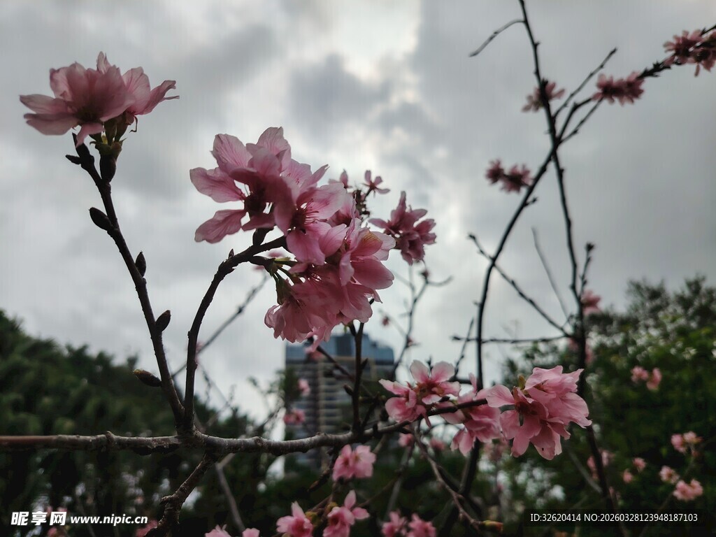 枝头绽放的粉嫩桃花