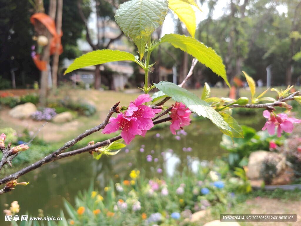 溪边绽放的娇艳粉色花朵