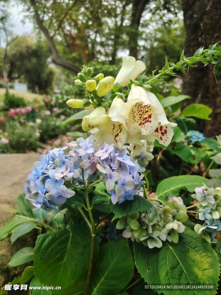 多彩绣球花绽放于花园