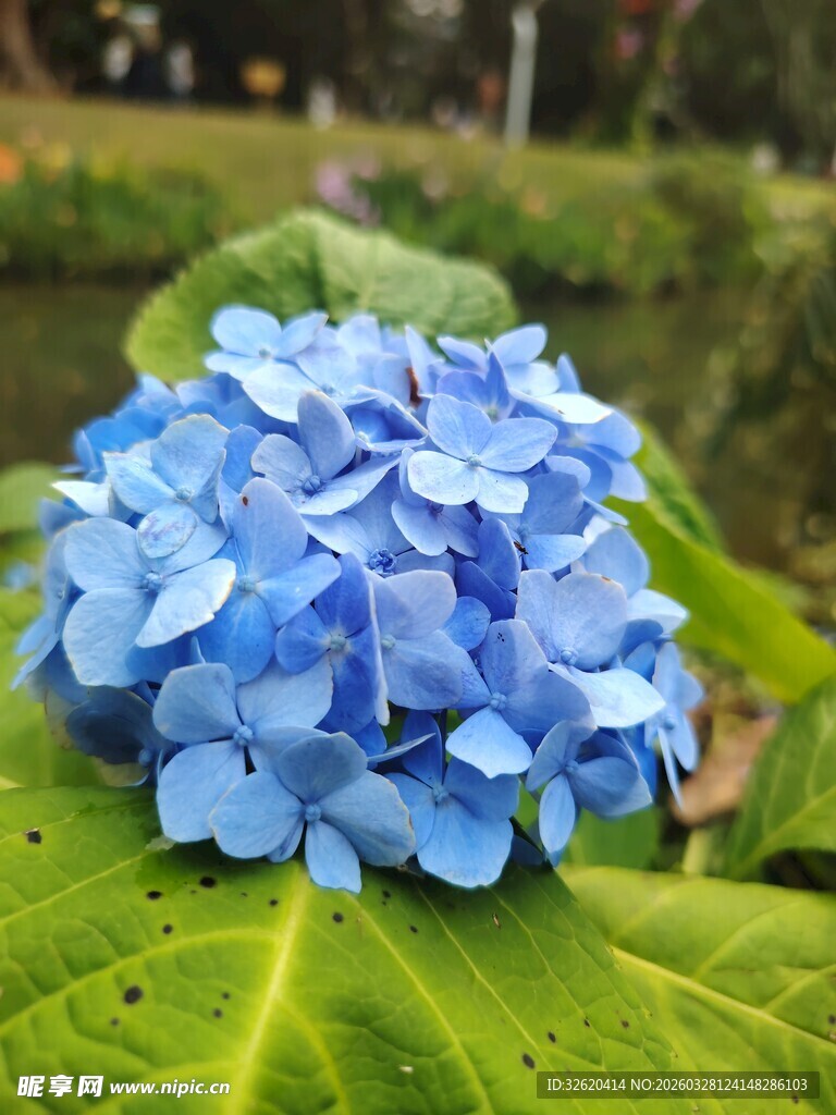 蓝色绣球花特写