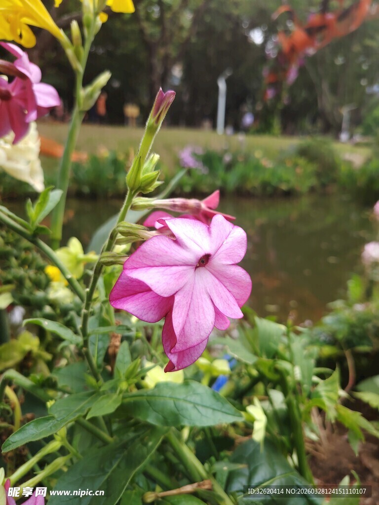 花园中绽放的娇艳粉色花朵