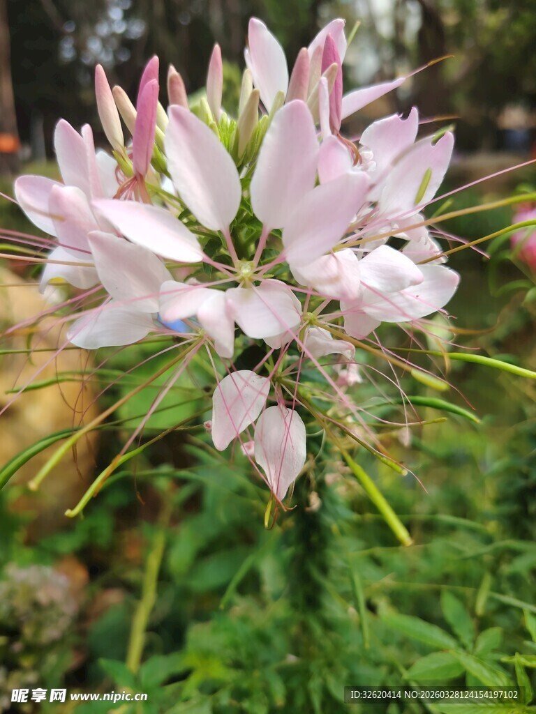 美丽醉蝶花特写