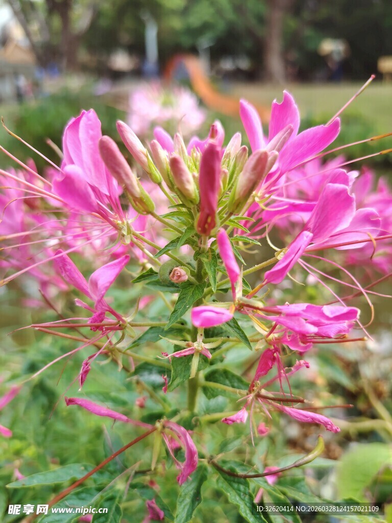 娇艳醉蝶花绽放