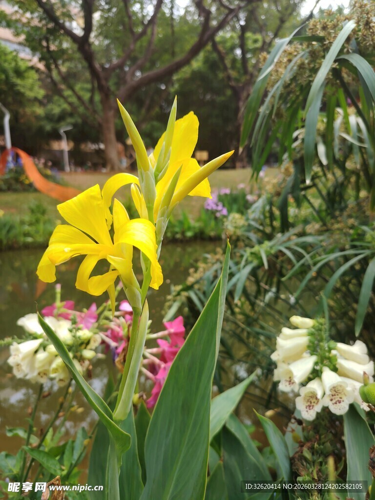 娇艳黄色美人蕉绽放