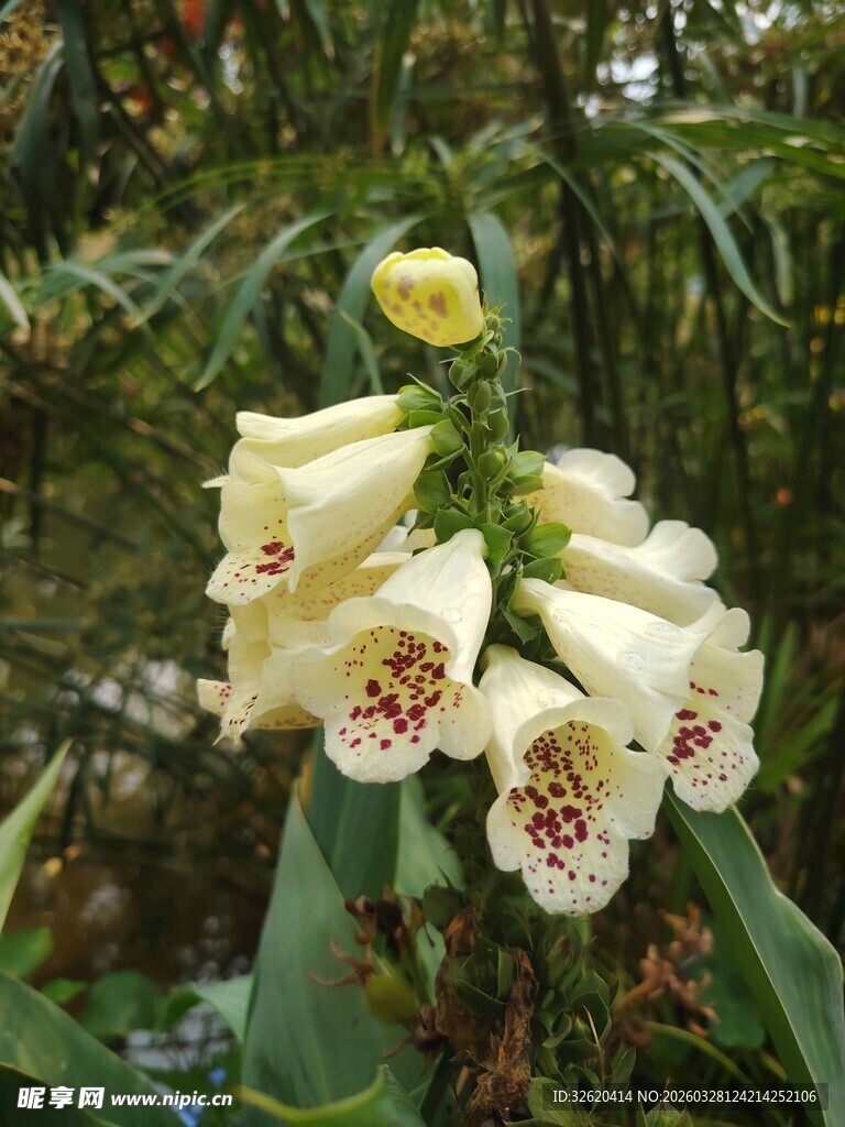 毛地黄花朵绽放于林间