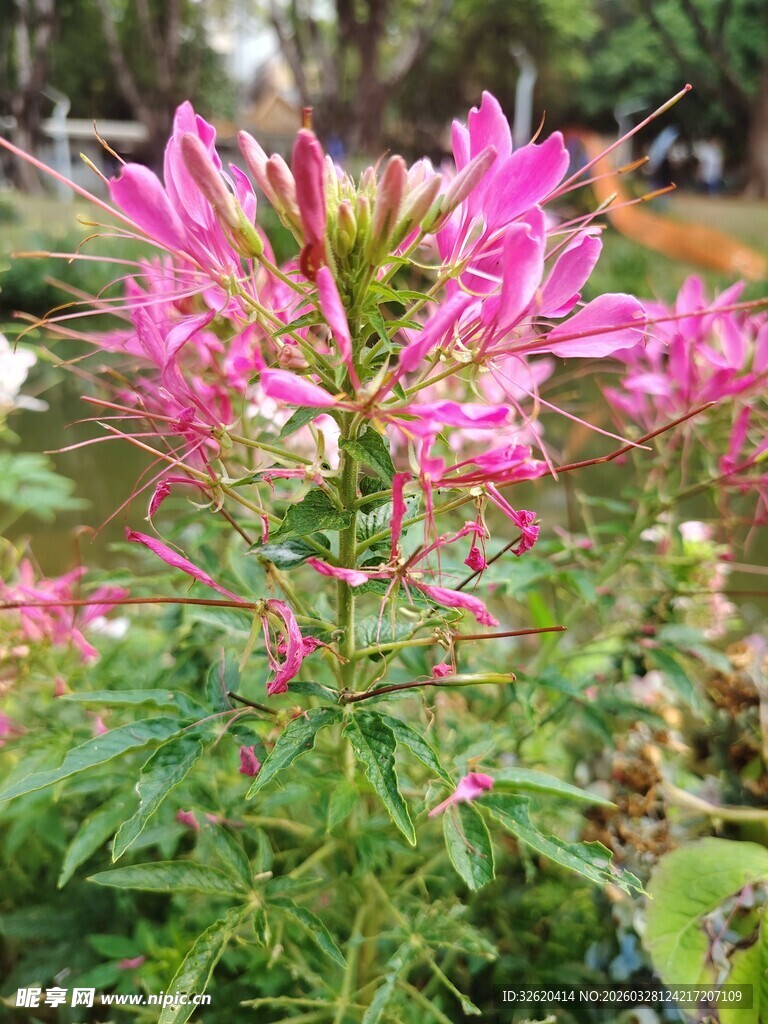 美丽醉蝶花绽放