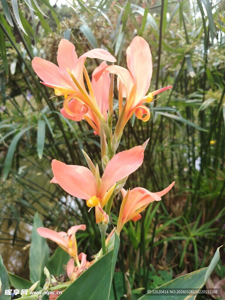 娇艳美人蕉绽放于绿植间