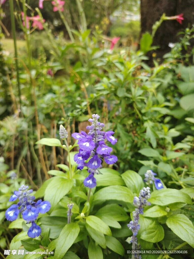 花园中绽放的蓝紫色花朵