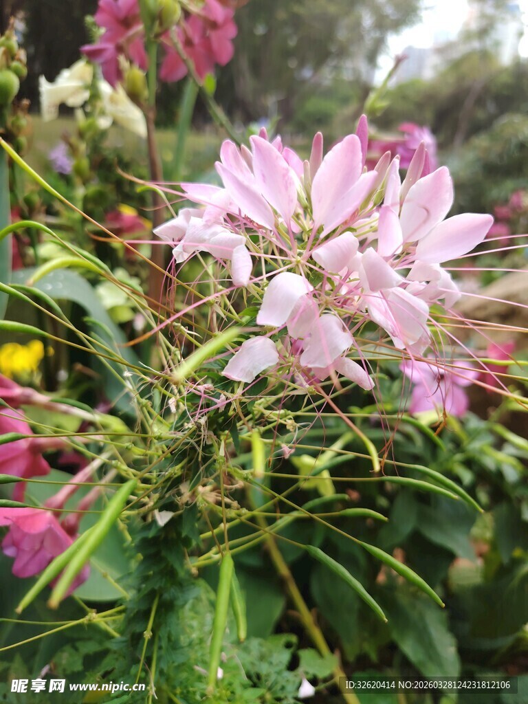 娇艳绽放的粉色醉蝶花