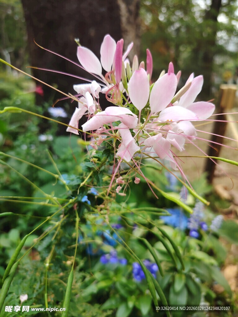 林间绽放的粉色美丽花朵