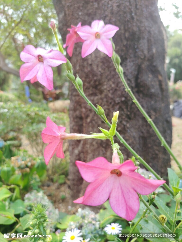 粉色绽放的美丽蔓性花卉