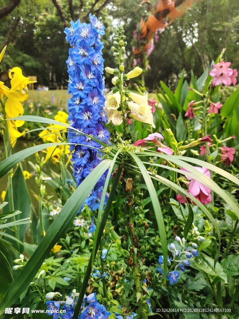 多彩花卉绽放于花园中