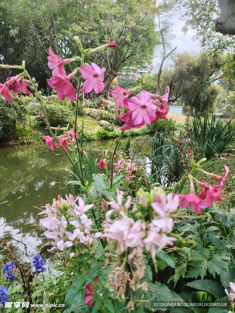 多彩花卉绽放美丽花园