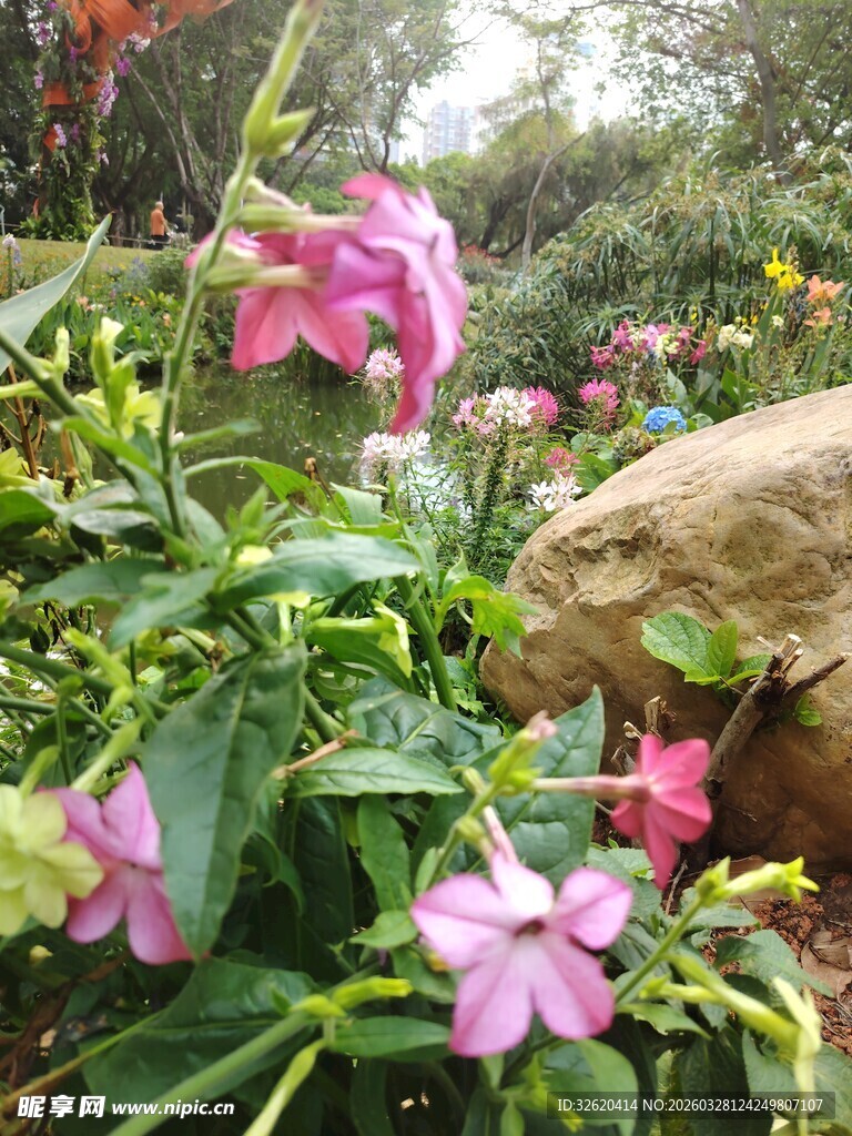 花丛中的粉色娇艳花朵