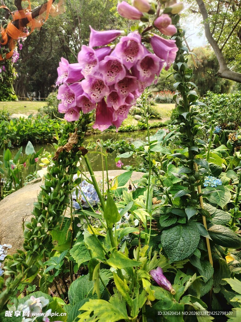 花园中绽放的美丽紫花